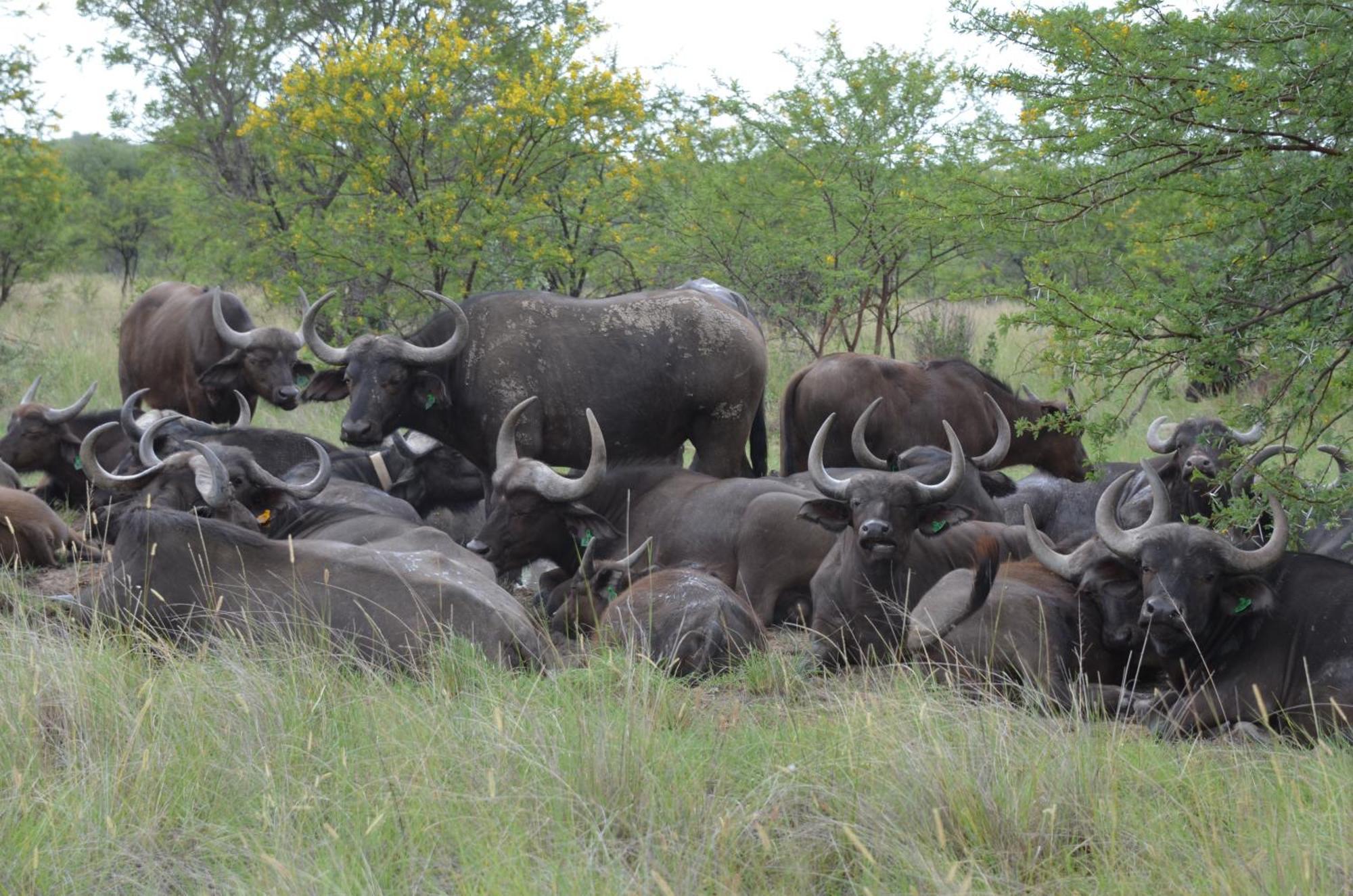 Bushwa Private Game Lodge Vaalwater Esterno foto