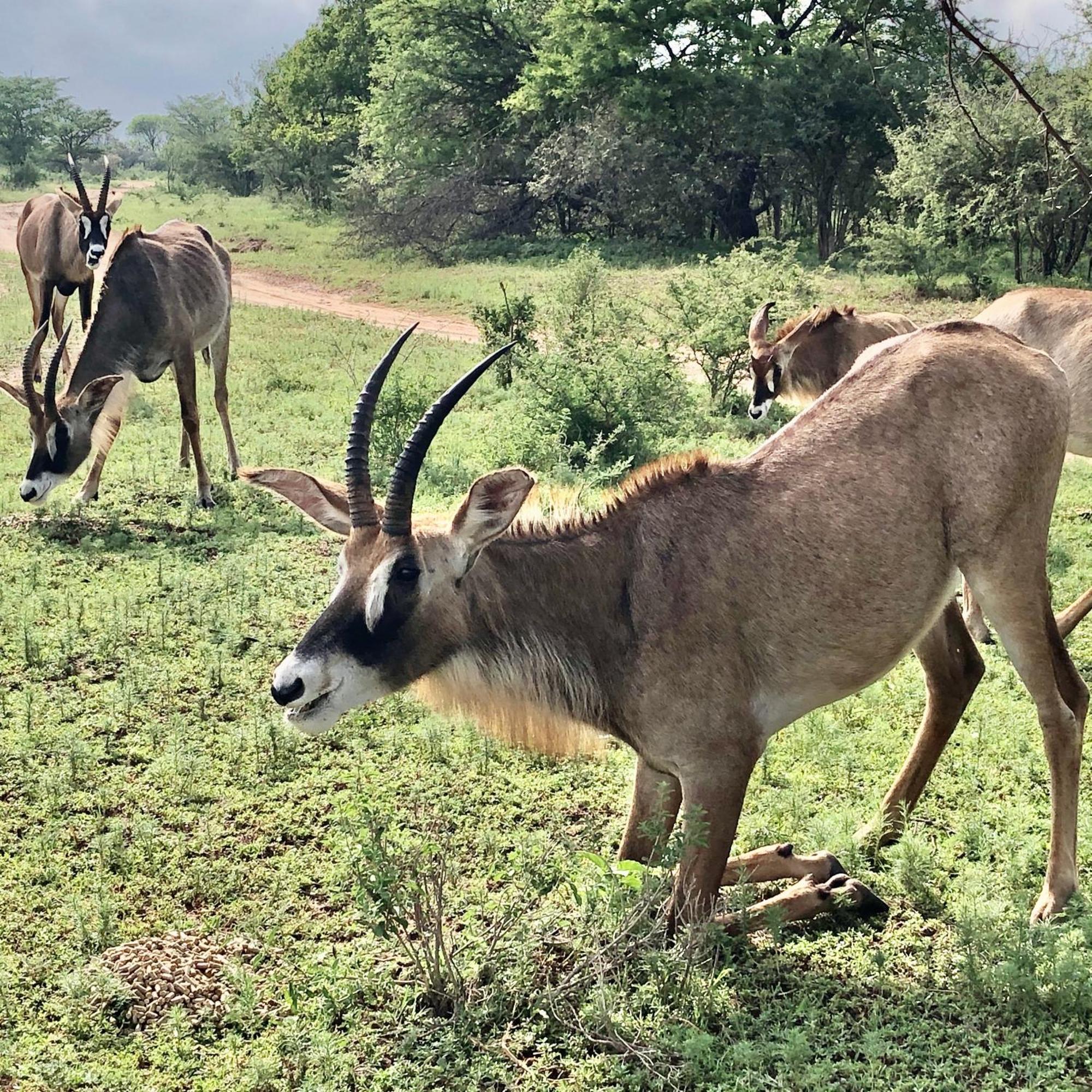 Bushwa Private Game Lodge Vaalwater Esterno foto