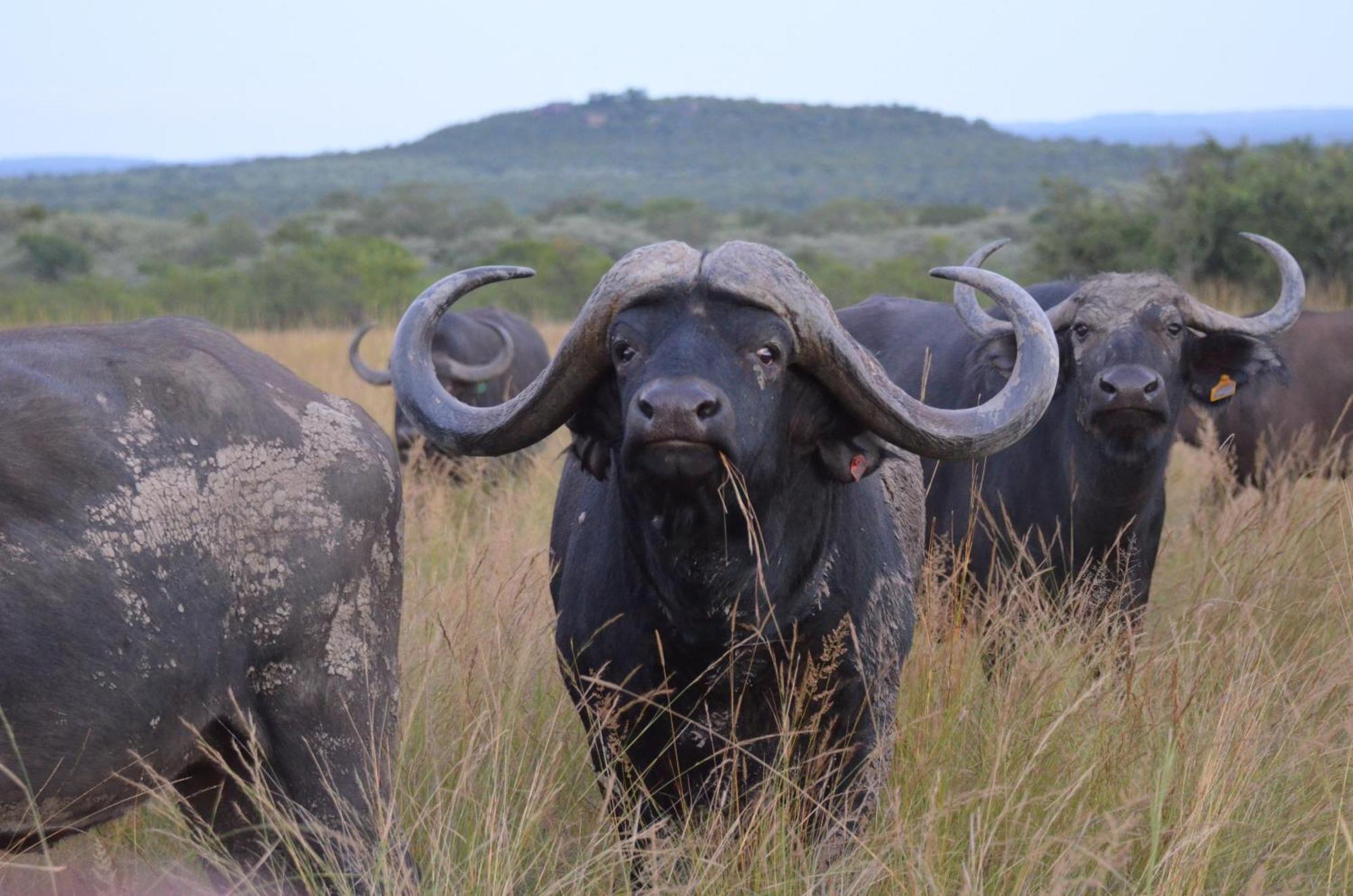 Bushwa Private Game Lodge Vaalwater Esterno foto